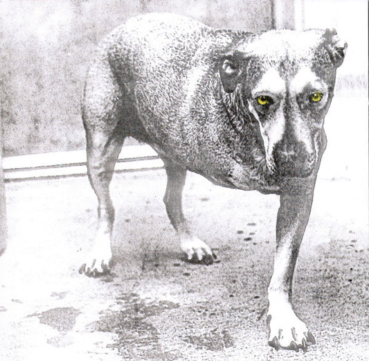 Alice In Chains : Alice In Chains (CD, Album, RE)