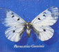 Francesco Guccini : Parnassius Guccinii (LP, Album)