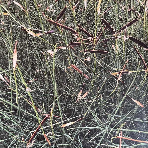 Skee Mask : Pool (3x12", Album, 180)