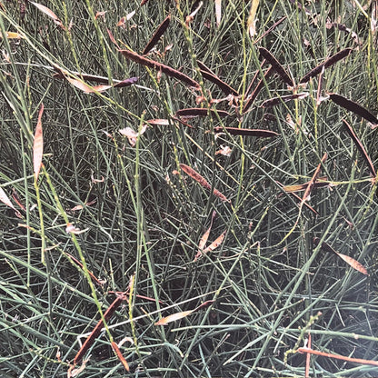 Skee Mask : Pool (3x12", Album, 180)