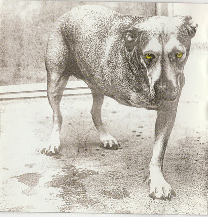 Alice In Chains : Alice In Chains (CD, Album, RE)