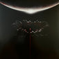 Muse : The Wow! Signal (LP, Album, Ltd, Tra)